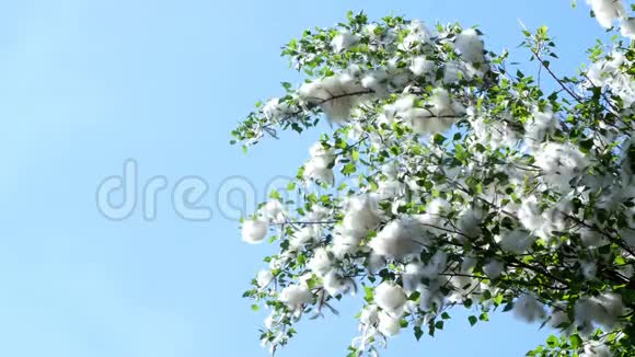 在蓝天的映衬下高大的绿色的杨树枝条都密密麻麻地覆盖着一捆捆的绒毛像棉花块茎视频的预览图