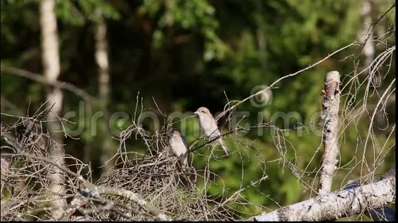 两只雏鸟红背石击Laniuscollurio正坐在一棵倒下的树干枝上视频的预览图