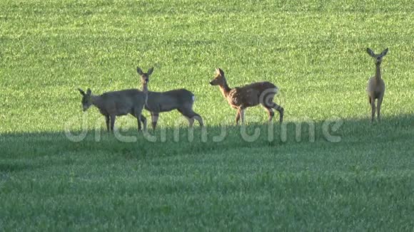 早上四只鹿在春田里视频的预览图