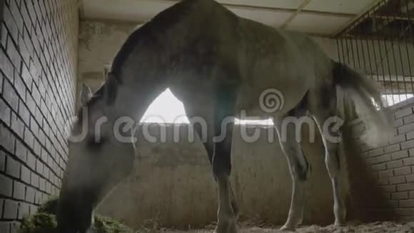马在摊子里吃草视频的预览图