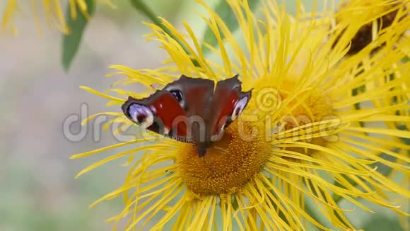 蝴蝶欧洲孔雀Aglaisio在一朵花上视频的预览图