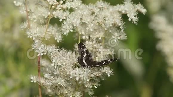 蝴蝶白上将Limenitiscamilla在蕨叶草的花朵上视频的预览图