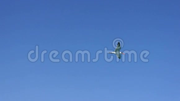 海鸥在蔚蓝的天空中飞翔特写视频的预览图