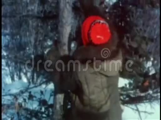 人爬松树视频的预览图
