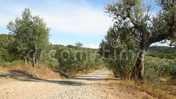 橄榄树和蓝天与白色的道路在基安提地区靠近佛罗伦萨托斯卡纳意大利4KUHD视频视频的预览图