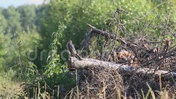 欧亚麻雀鹰或北雀鹰Accipiternisus栖息在干燥的树干上视频的预览图