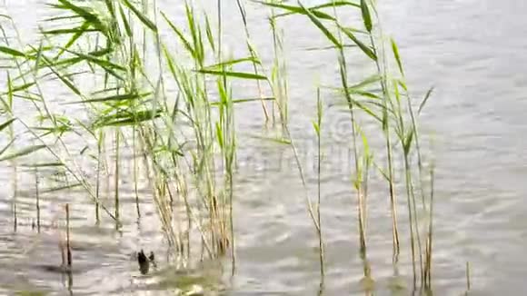 新鲜的绿色芦苇在风中摆动和挥动湖岸深度小在水中倒影视频的预览图