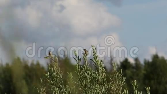 雀巢公司SaxicolaRubetra坐在树枝上视频的预览图