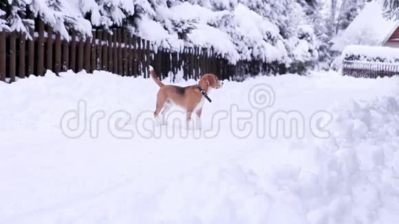 小猎犬在雪山村道上散步视频的预览图