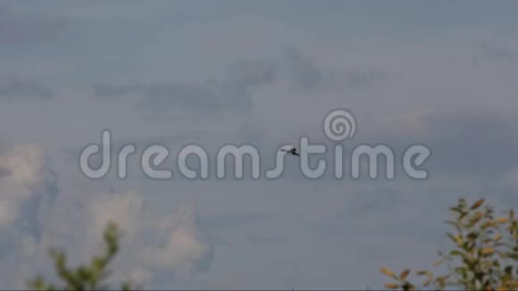 欧亚麻雀鹰Accipiternisus盘旋在草地上寻找猎物视频的预览图