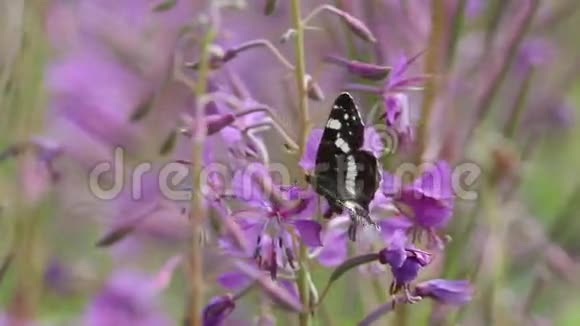 蝴蝶白上将Limenitiscamilla在浮萍或大柳草的花朵上视频的预览图