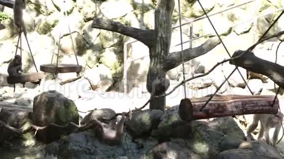 日本Oita的野生日本猴子吃麦饵的猴子视频的预览图