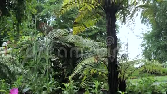 小装饰棕榈树摄像机从下往上移动视频的预览图