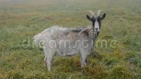 秋天田野上的山羊视频的预览图