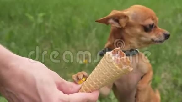 两只狗舔冰淇淋那些猎犬吃美味的奶油冰淇淋带有草莓味的冰淇淋甜筒有害视频的预览图