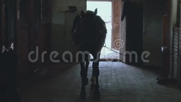 围场里一匹马的剪影视频的预览图