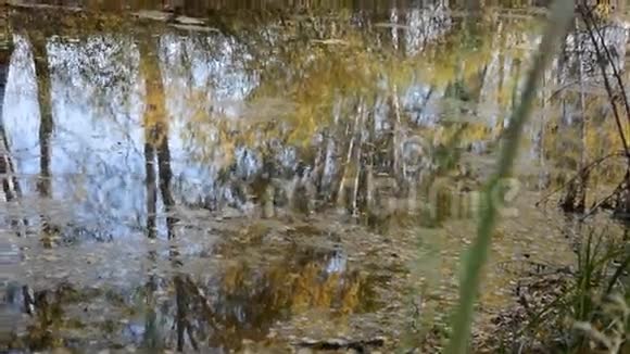 秋天湖上树木的倒影视频的预览图