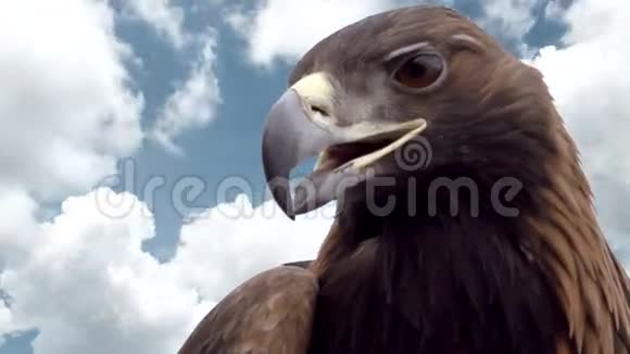 鹰向天空飞去视频的预览图
