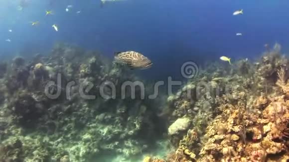 大鱼在礁石上寻找食物视频的预览图