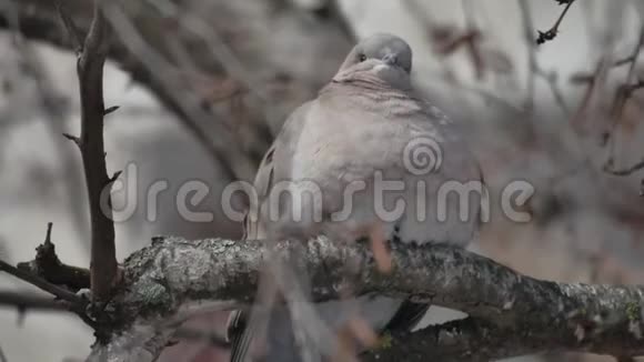 欧亚大陆的一种鸽子在户外的树枝上栖息视频的预览图