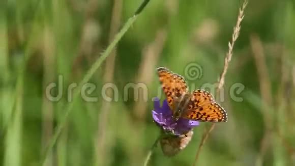水浒蝶是在紫色的花朵上视频的预览图