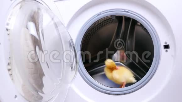 空旷的洗衣机里一只黄色的小可爱小鸭子坐着他想跳出来视频的预览图