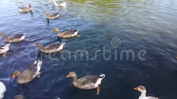 一群鸭子在湖里游泳吃着游客扔的玉米浸入水中吃着拍摄到的苔藓视频的预览图