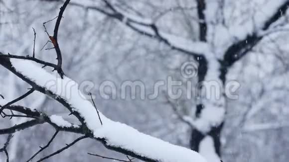 下雪视频的预览图