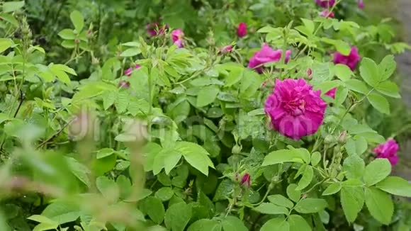 盛开的牡丹花丛夏天花园里美丽的花朵视频的预览图