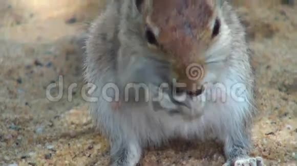 松鼠在马尔代夫啃坚果视频的预览图