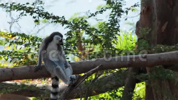 环尾狐猴坐在树上环顾四周视频的预览图