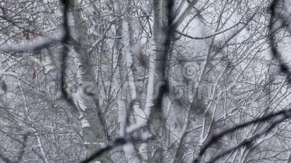 下雪视频的预览图