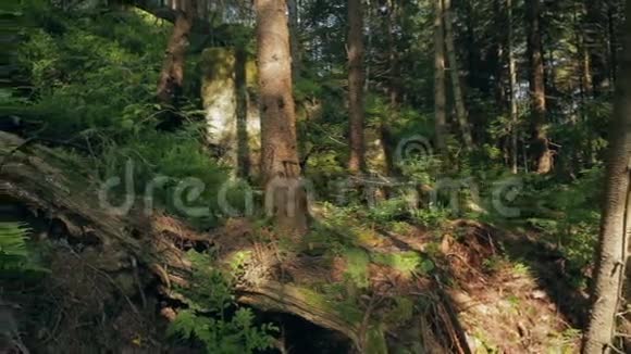 树木山石苔藓和蕨类植物视频的预览图