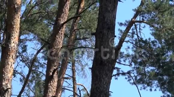 在阳光明媚的夏日在混合森林中的松树视频的预览图
