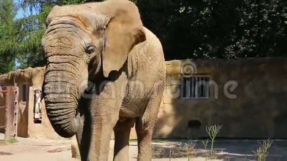 非洲象吃东西近景前景视频的预览图