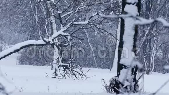 下雪视频的预览图