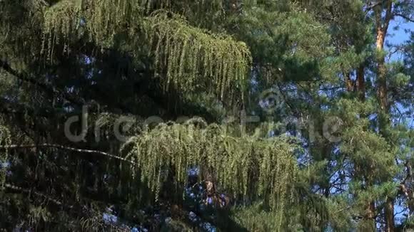 在阳光明媚的夏日在混合森林中的松树视频的预览图