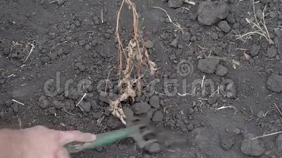 人手挖土豆视频的预览图