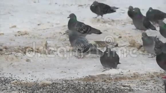 一群鸽子在地上吃葵花籽视频的预览图