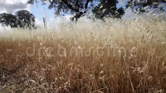 夏天阿韦纳野生植物在风中摇曳视频的预览图