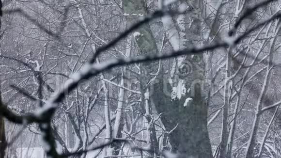 下雪视频的预览图