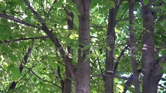 小鸟屋挂在一棵树上在绿叶的背景上视频的预览图