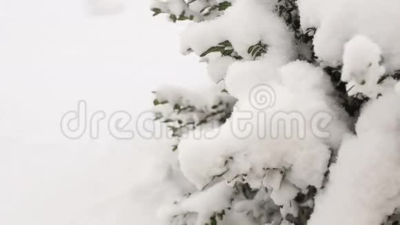 雪下的箱木灌木特写全高清视频视频的预览图