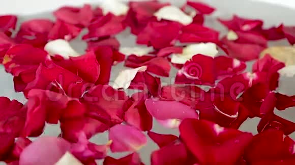 红白玫瑰花瓣掉落视频的预览图