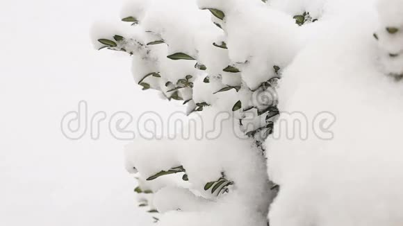 雪下的箱木灌木特写全高清视频视频的预览图