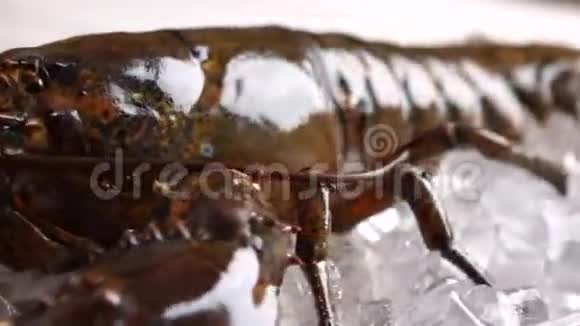 大龙虾动嘴视频的预览图