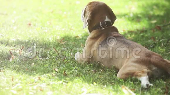 小猎犬趴在草地上照顾着周围盘旋的苍蝇视频的预览图