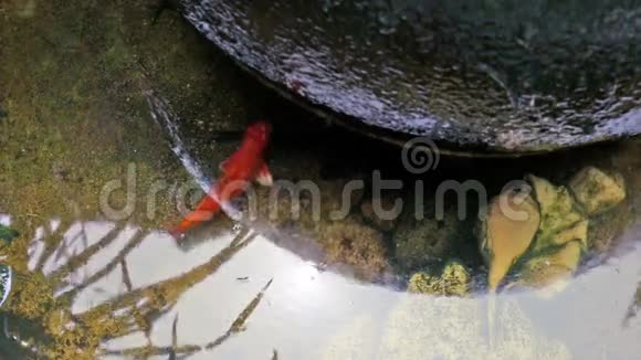红鲤鱼在水上花园池塘游泳视频的预览图