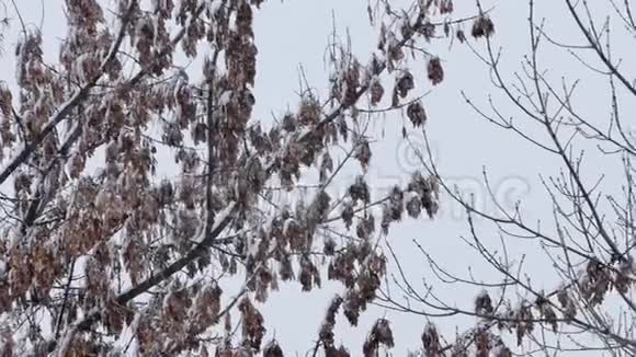 下雪视频的预览图