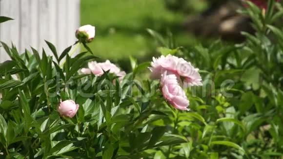 玫瑰牡丹盛开在绿色的夏日花园里视频的预览图
